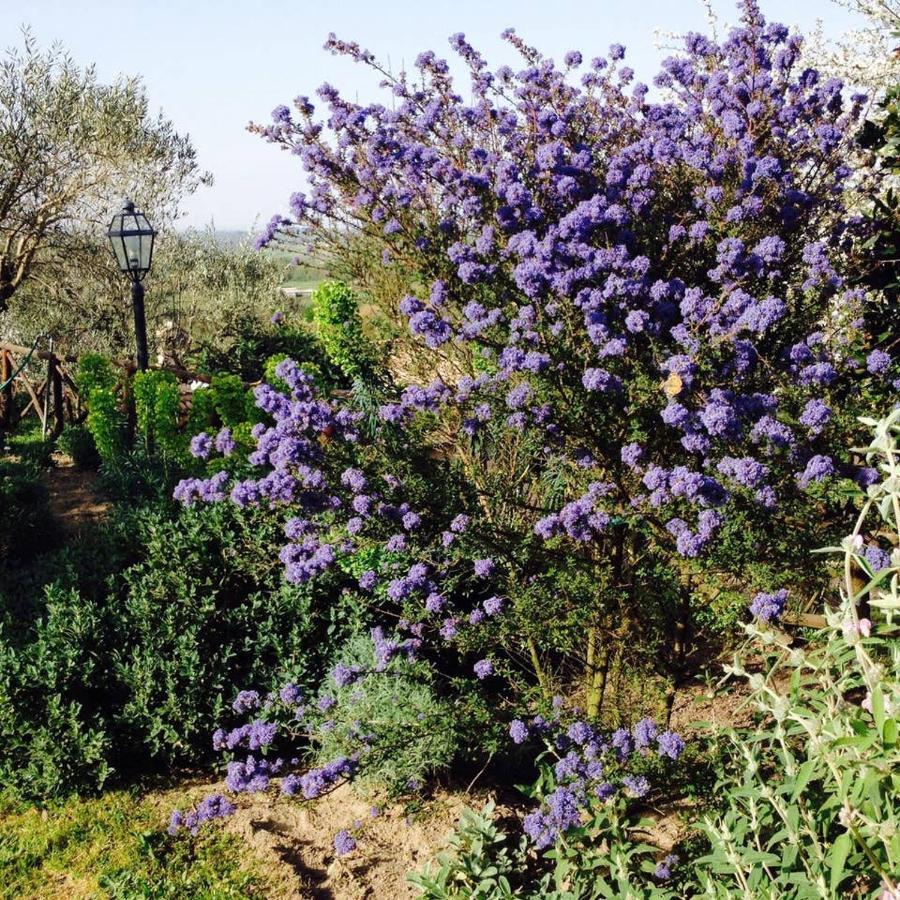 Olivella Villa Campagnano Di Roma Eksteriør billede